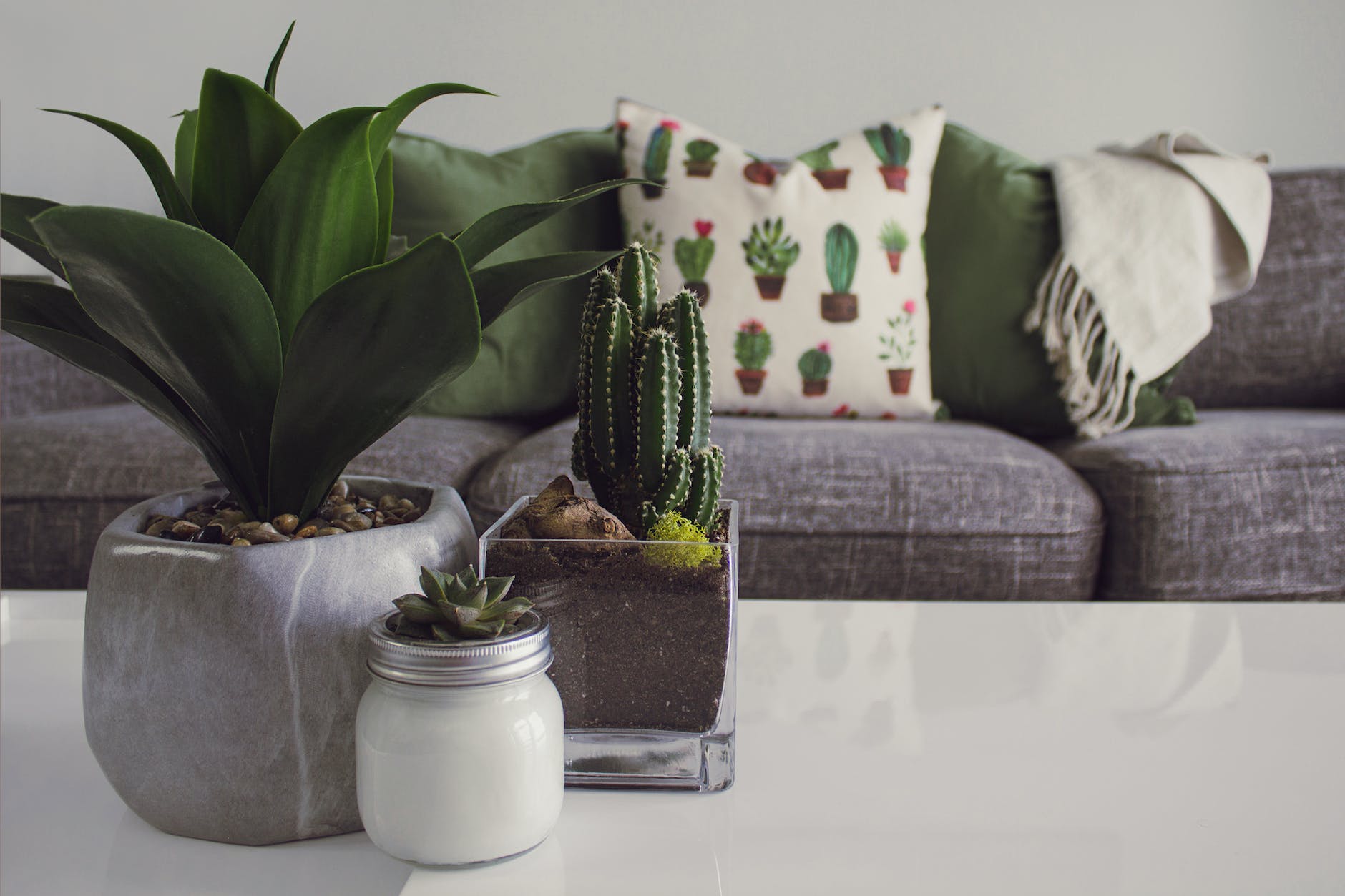 The Power of Indoor Plants: Enhancing Your Home’s Ambiance