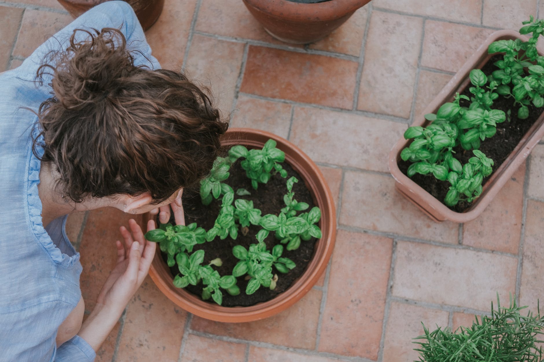 person holding green plant on brown pot